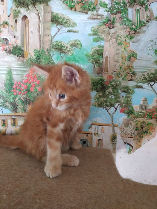 Мейн куны. Ваша мечта здесь.