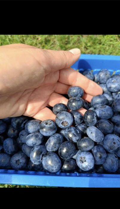 Owoce Borówka Amerykańska 25zł kg
