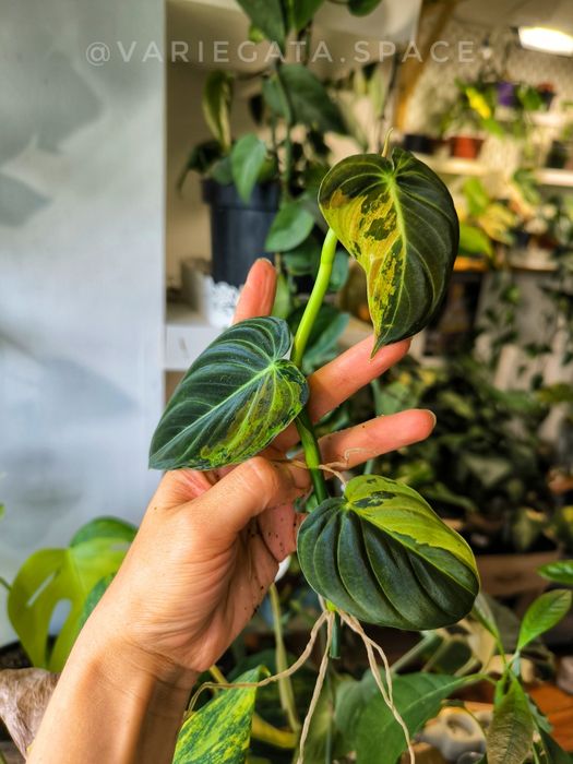 13 scindapsusow i Philodendron Melanochrysum variegata filodendron melanochryzum