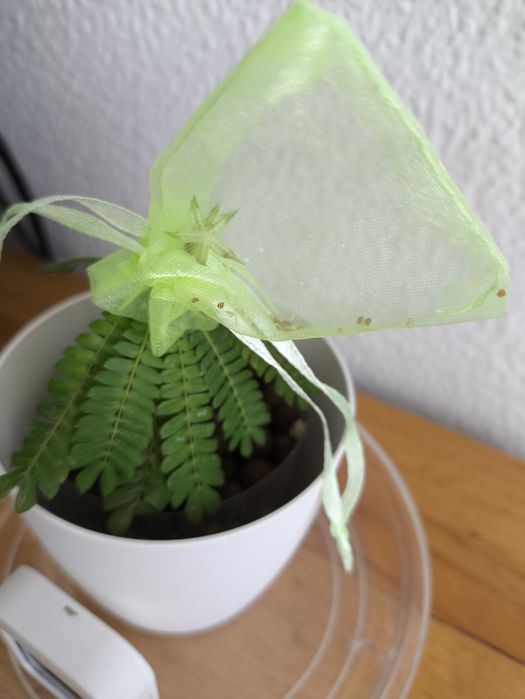 10 SEMENTES da planta Biophytum sensitivum