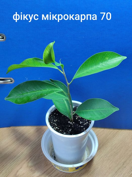 Вазони ціни на фото