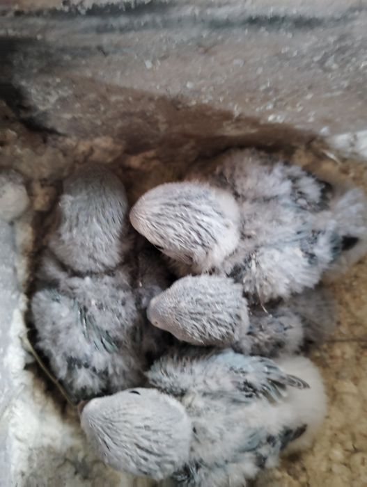 Agapórnis Roseicollis