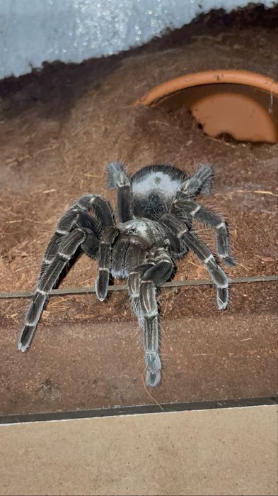 ptasznik Pamphobeteus sp machalla l1-l2