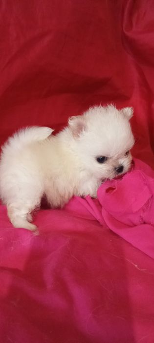 Мальтезе - мальтешпиц