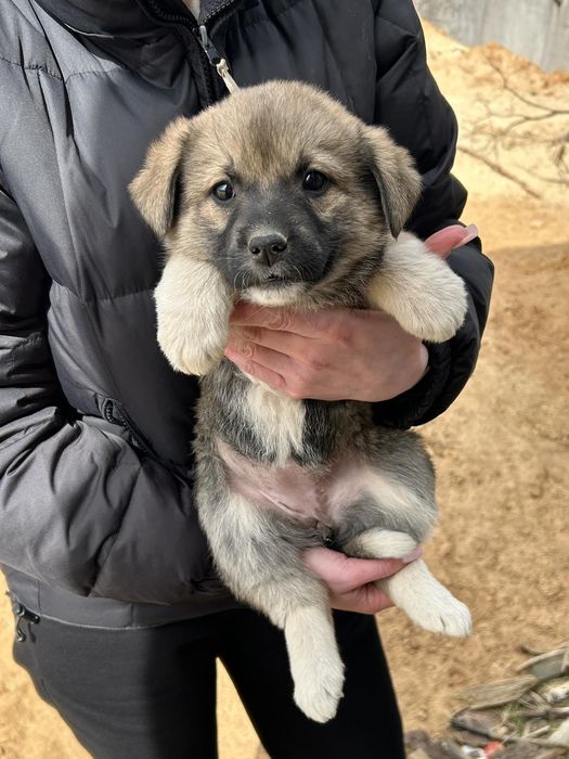 З дівчинки  цуценята шукають дім