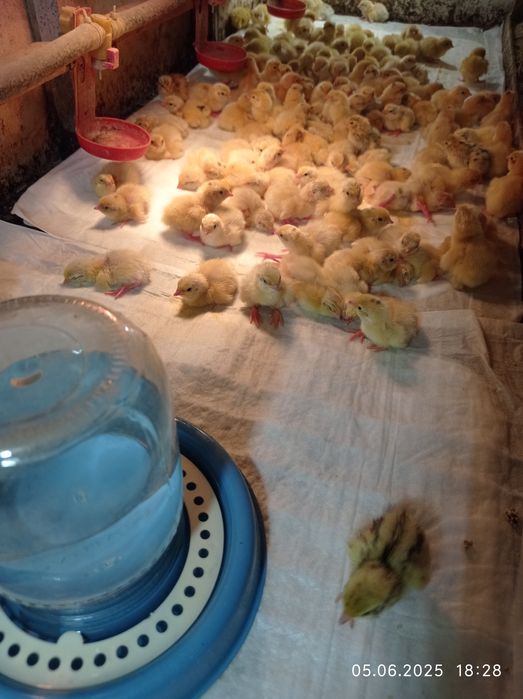 Продам перепелів