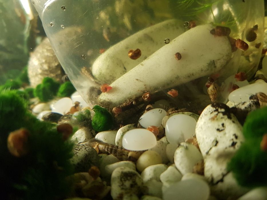 Равлики у акваріум безкоштовно