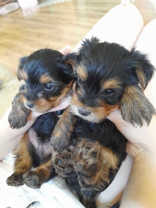 Yorkshire terrier śliczny szczeniak