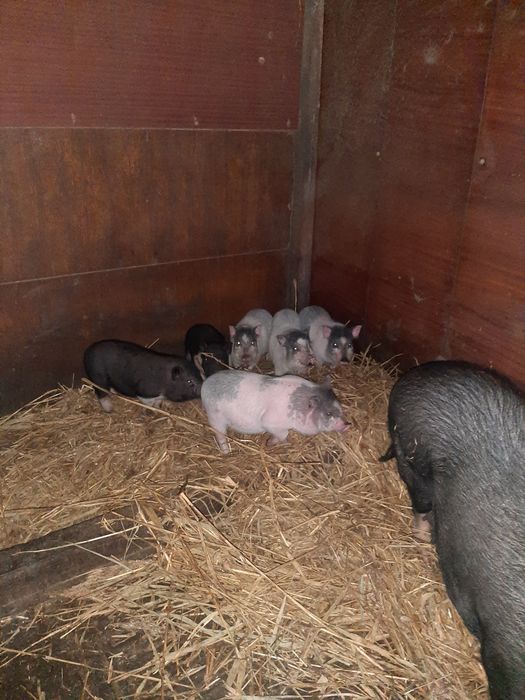 Корейські поросята