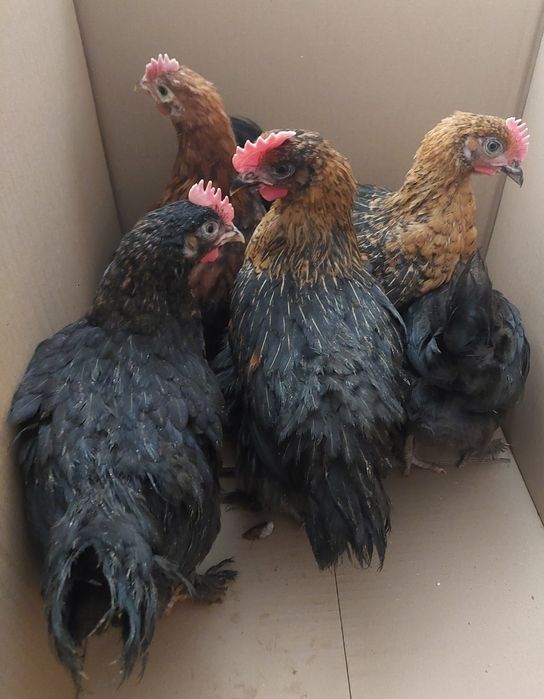 Kurczeta marans , kurczeta mix