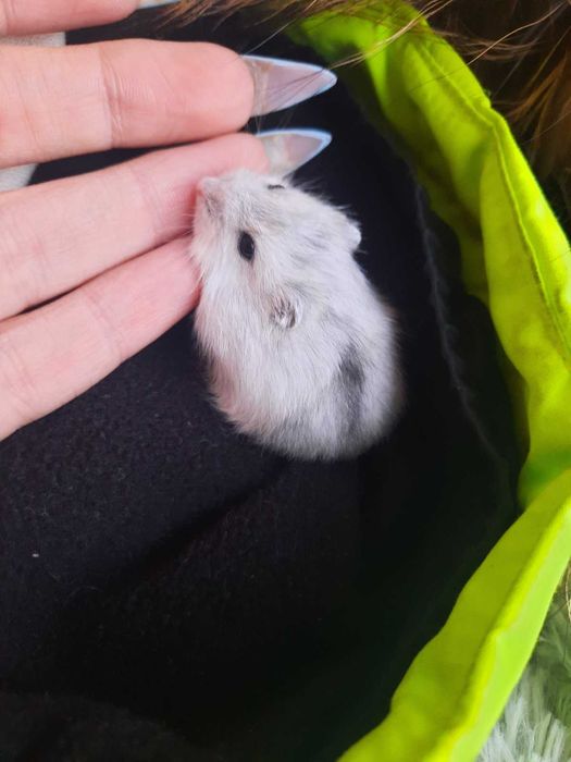 Хомячки малыши, джунгарские