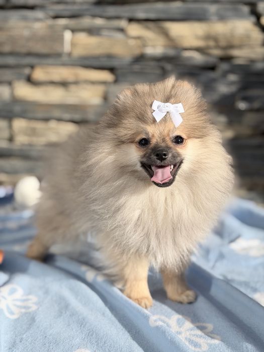 Lulu da Pomerânia menino Micro Miniatura com Lop e Afixo