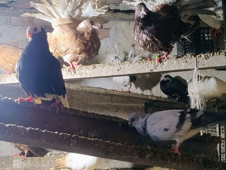 Sprzedam gołębie ozdobne