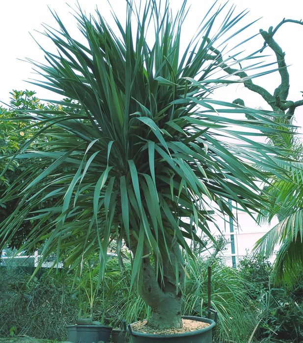 Dragoeiros ou Dracaena draco