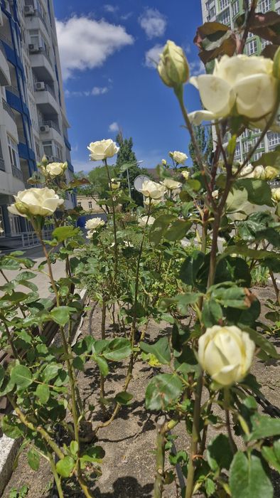 3-rooms apartment apartment by the address (area 100 m²) - Atlanta.ua - photo 19