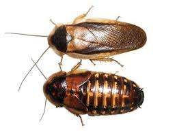 Baratas Argentina Adultas (Blapticas dubias)