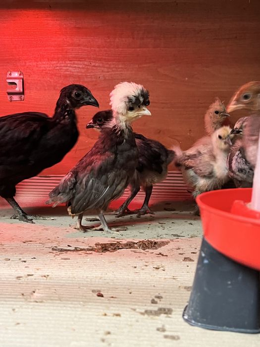 Bialoczuby holenderskie