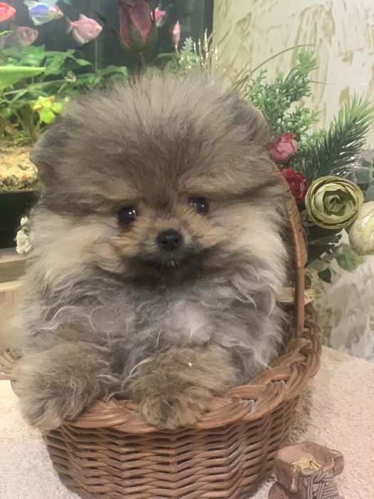 Померанський шпіц