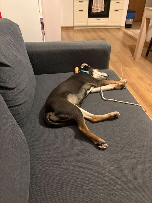 Taro – miał dom przez dwa dni. Potem wrócił za kraty! Adopcja dt