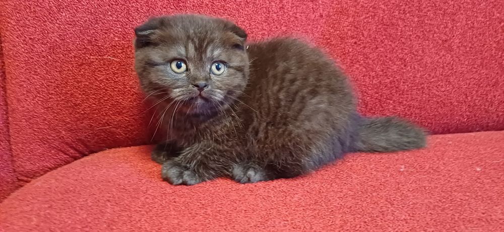 Шикарный кот Скоттиш фолд черный дым вязка!