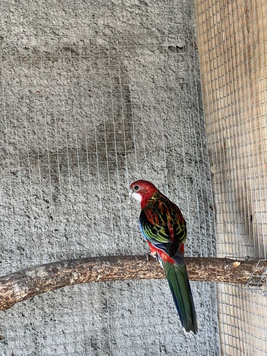 Varias aves disponiveis