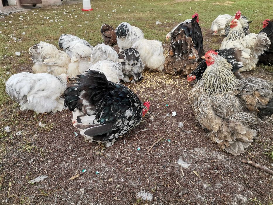 Kochiny miniaturowe koguty