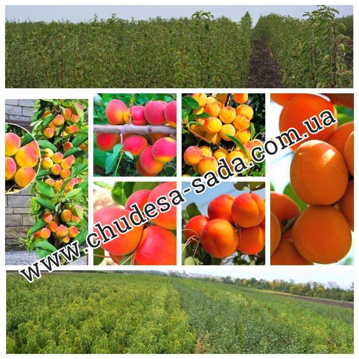 Крупноплодные саженцы персика, нектарина, абрикоса, киви опт и розница