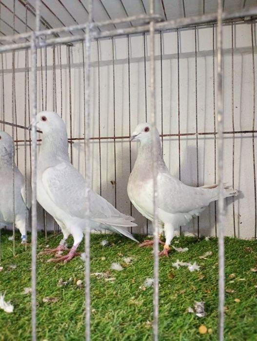 Gołębie Milki na sprzedaż