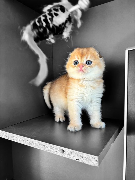 Золота шиншила