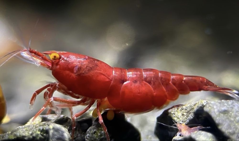 Red Fire Orange Eyes (OE) – Neocaridina selecionados