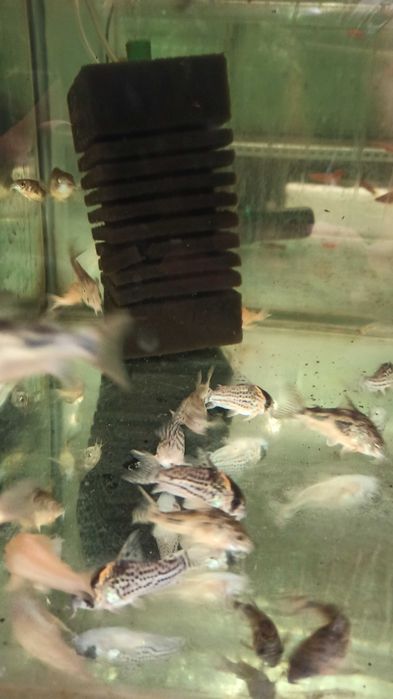 Kirysy pstre, albinosy, sterby,i dorosłe.