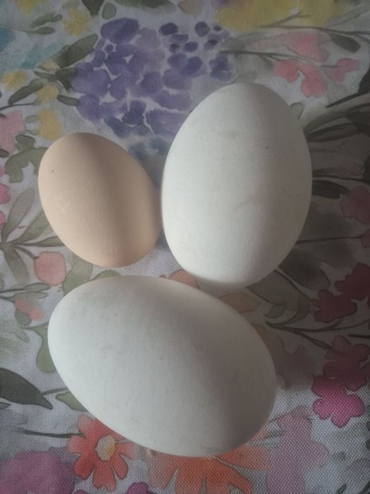 Jaja gęsi owsianych (białych)