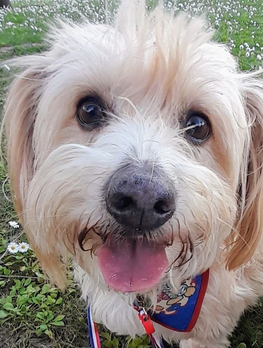 Dog walking passeios para cães