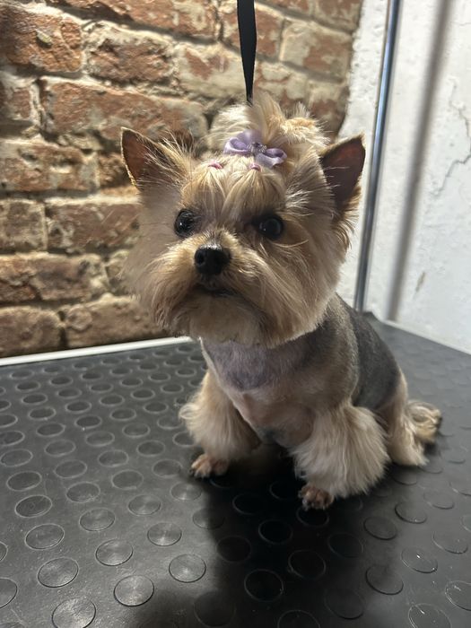 Послуги грумера центральний ринок