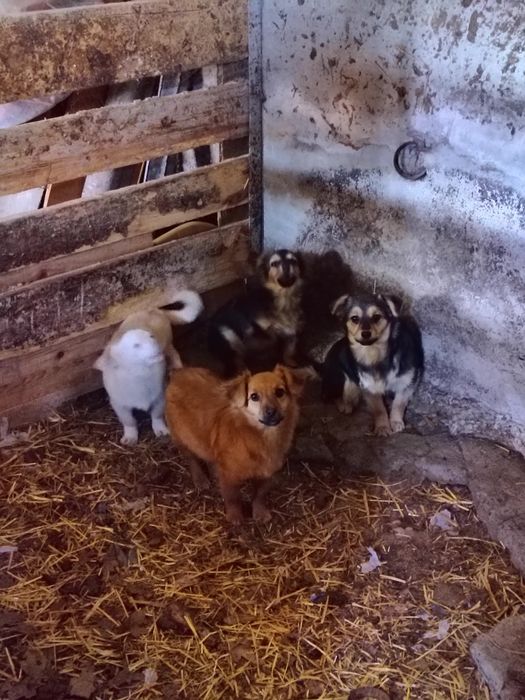 Oddam pieski mają ponad 6 miesięcy