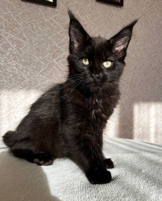 Дівчинка породи Мейн Кун