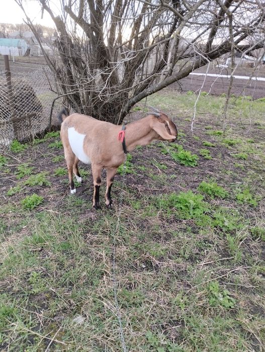 Продам англо-нубійську козу.