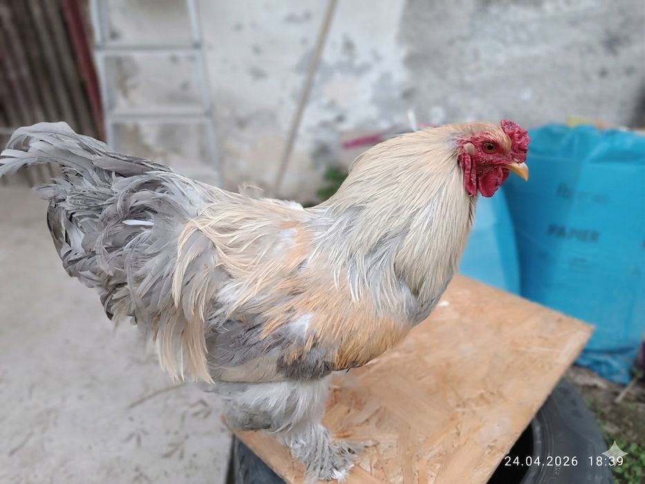 Kogut Brahma Lawendowa Isabell