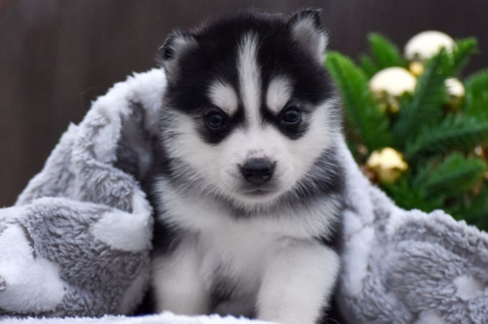 Дівчинка сибірський хаскі