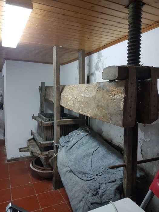 Prenca de uvas muinto Antiga tem a volta de 300 anos