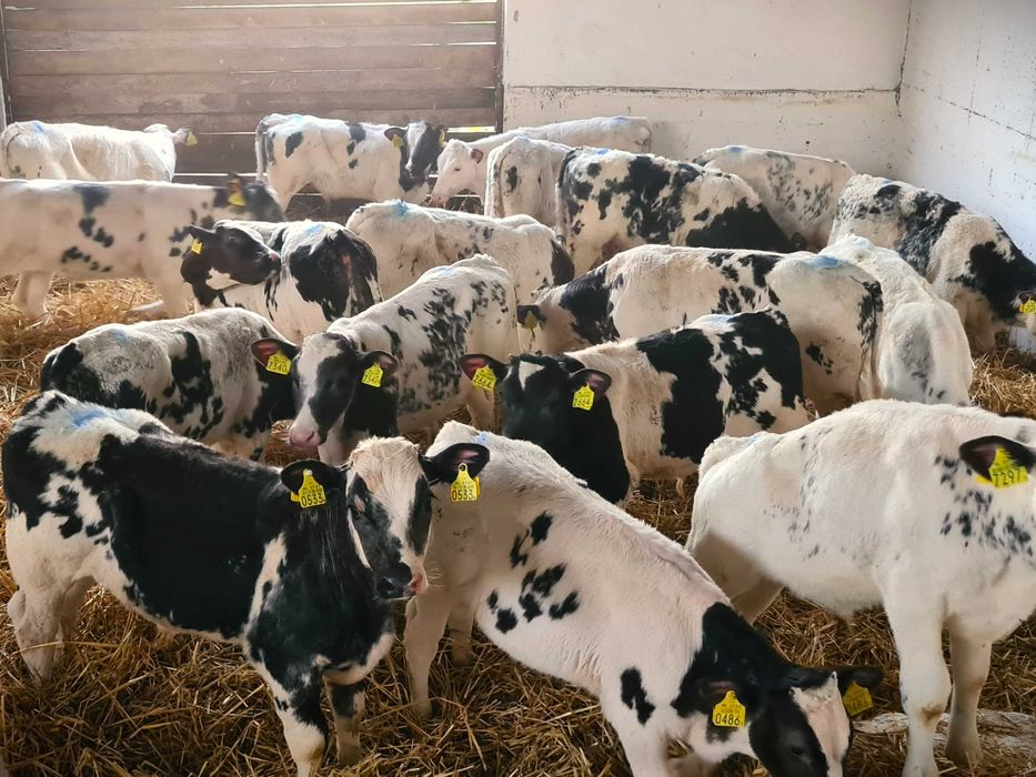 BBB Simantal 150 kg Finansowanie