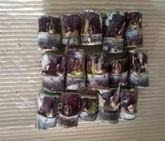 Cana de açúcar Sementes