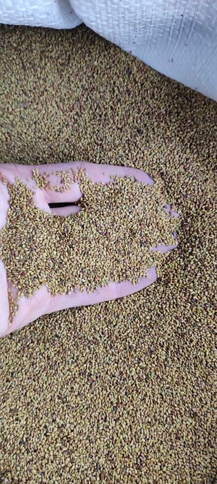 Насіння люцерни висока якість!