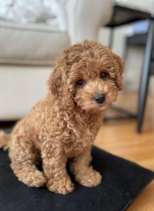 pudel toy dziewczyna