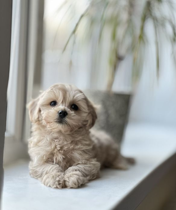 Мальтипу маленьке чудо. Більше фото, відео за запитом. _) мальтипу