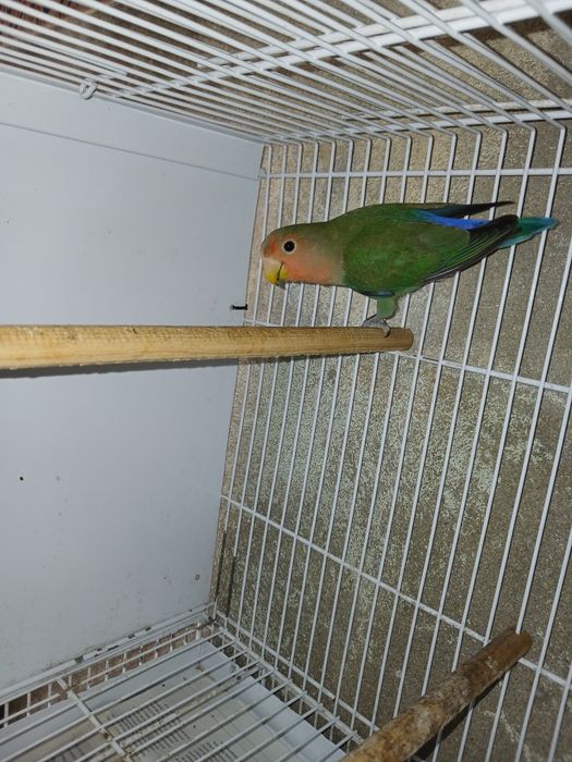 Agapornis long deste ano