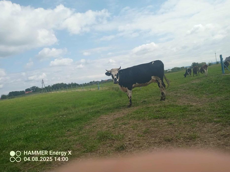 Sprzedam cielną jałówke