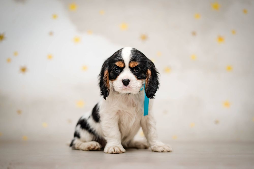 Cavalier King Charles Spaniel