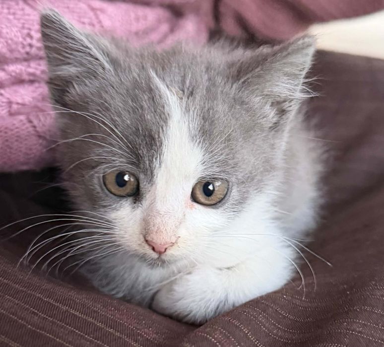 Кошеня(хлопчик) БЕЗКОШТОВНО в добрі руки