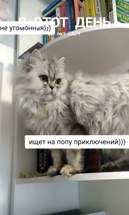 Персидська шиншила ,кошенята